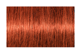 IGORA ROYAL 7-77 — mechón limpio de referencia oficial, edición 2021